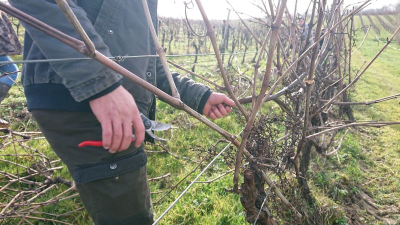 taille de la vigne